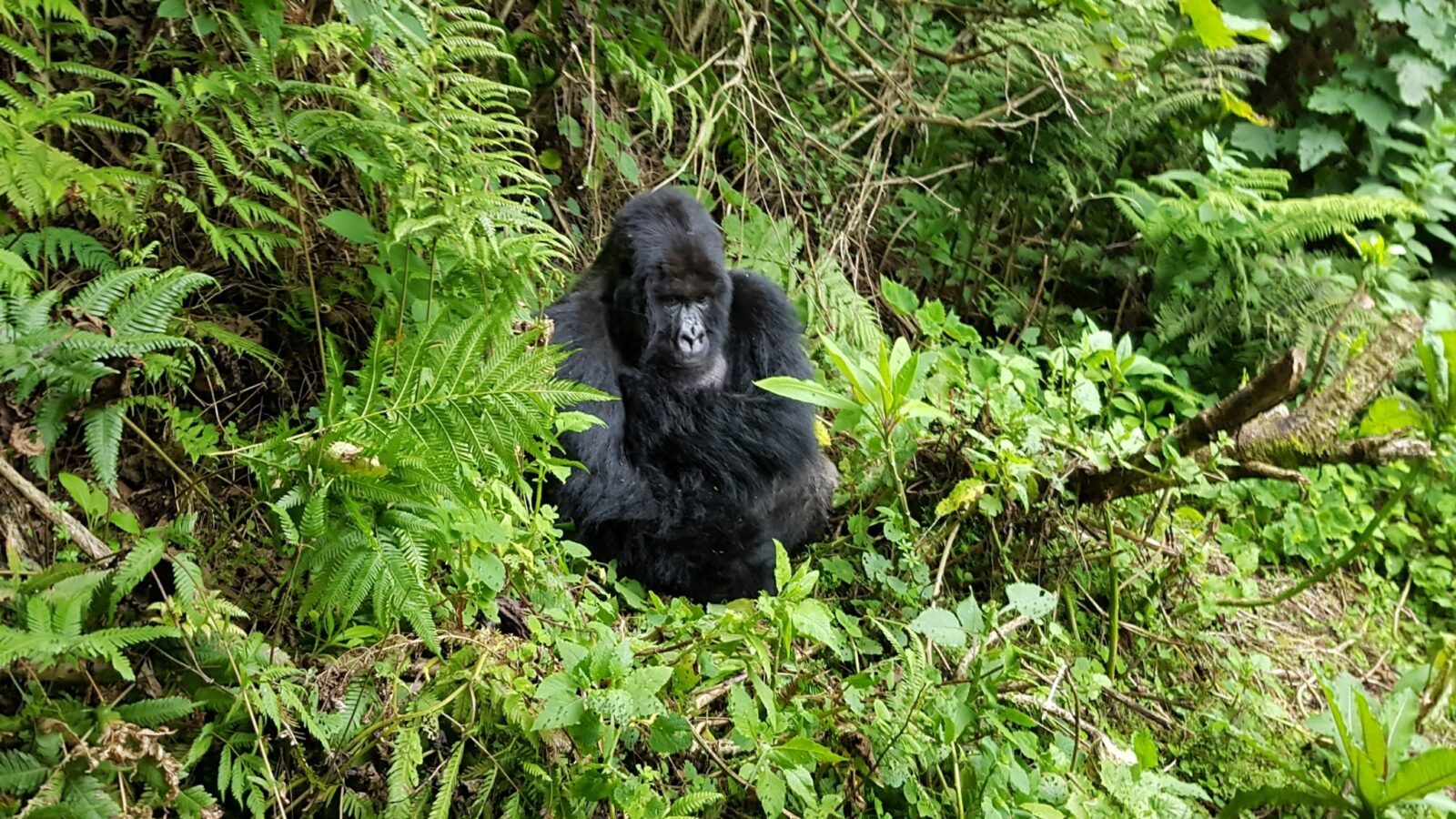 Mountain Gorillas Can Live at 4000 Metres Altitude: Colder Than You Think