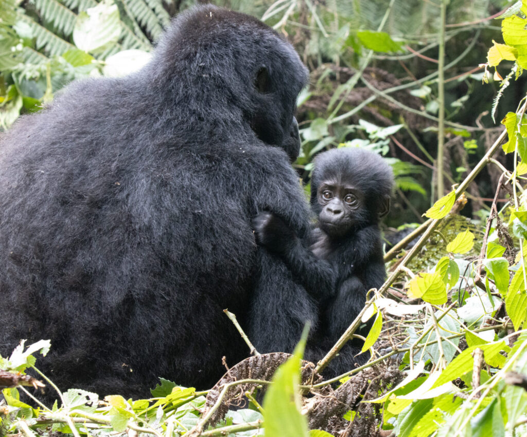 I Quit My Job and Flew to Uganda to See Gorillas: No Regrets