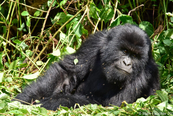 Gorillas Grieve: They Have Been Seen Sitting Beside Dead Group Members