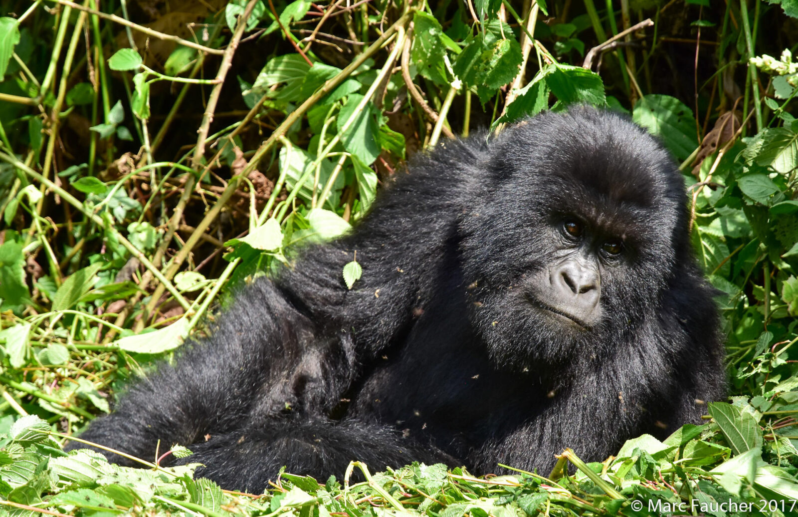 Gorillas Grieve: They Have Been Seen Sitting Beside Dead Group Members