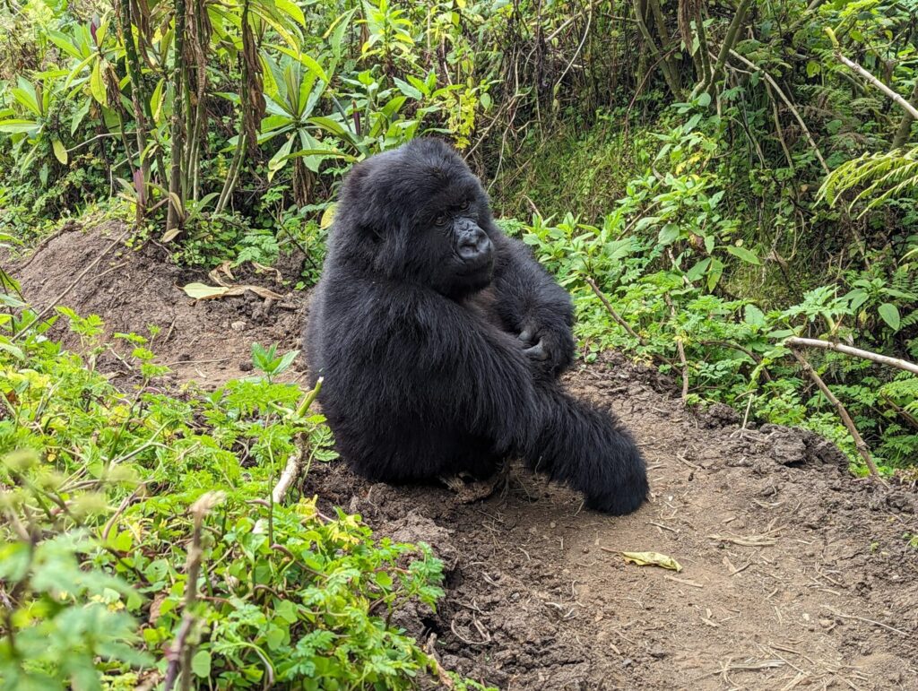 The Moment a Silverback Looked Me in the Eye: Nothing Prepared Me for This