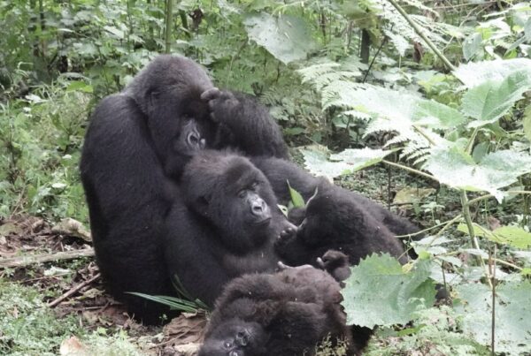 Gorillas Play and Wrestle: Juvenile Social Development Explained