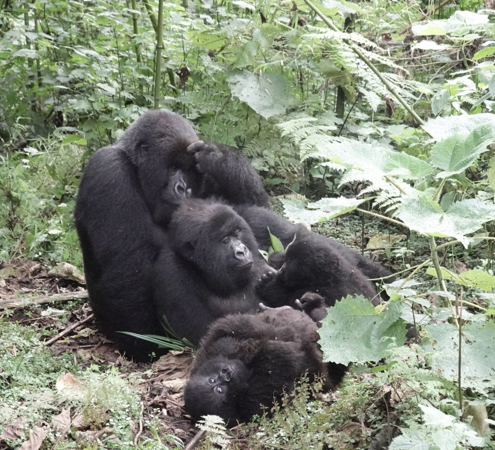 Gorillas Play and Wrestle: Juvenile Social Development Explained