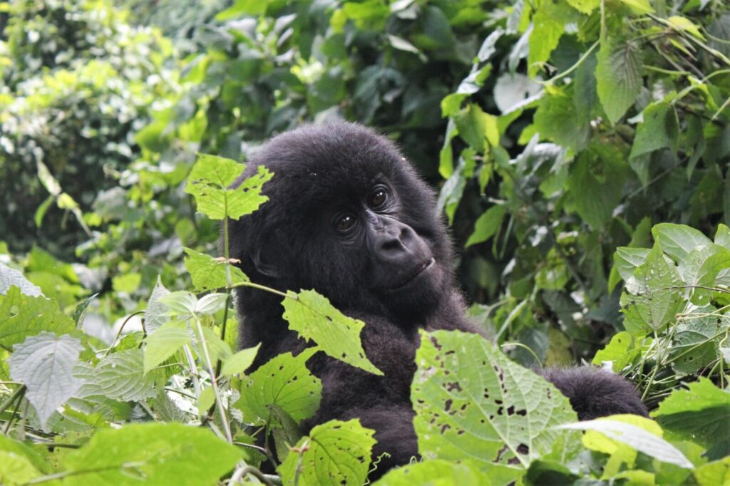 The Gorilla Species No One Talks About: Cross River Gorilla Facts