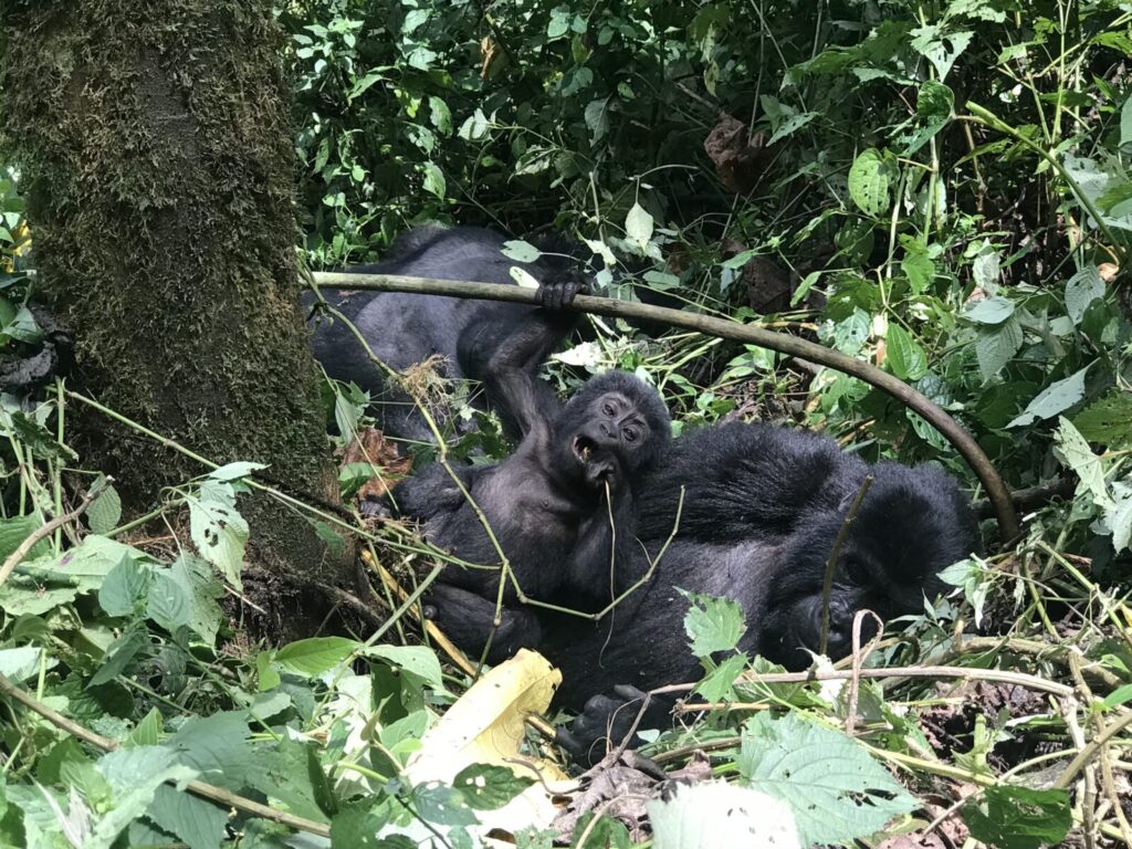 The Woman Who Trekked to See Gorillas 6 Weeks After Chemotherapy
