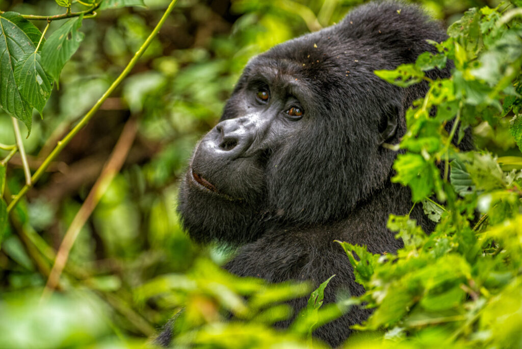 Our Daughter Was Born the Same Week This Gorilla Baby Was: A Story