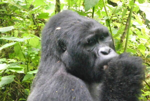 Ways Gorilla Trekking Is Completely Different From a Regular Safari