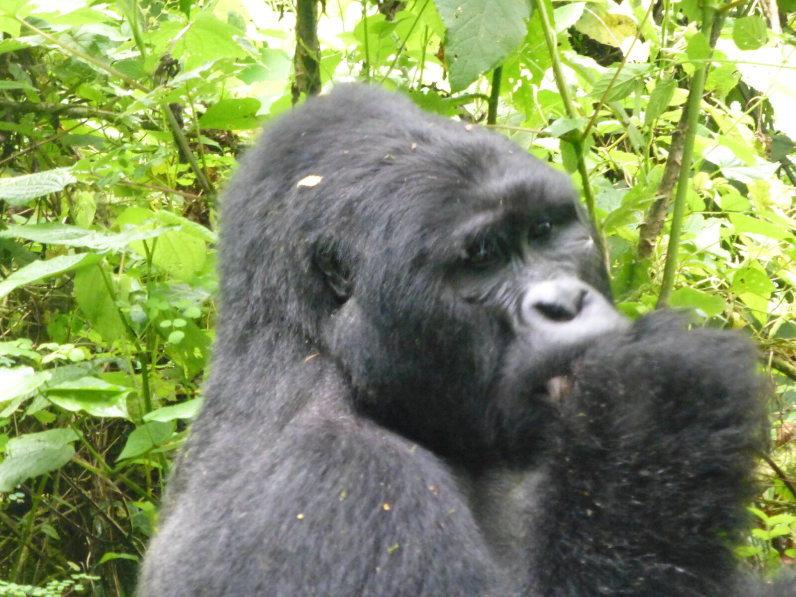 Ways Gorilla Trekking Is Completely Different From a Regular Safari