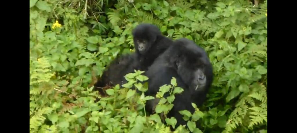 Wildlife Encounters That Compete With Gorillas: None Win