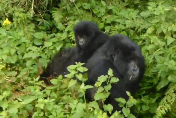 Wildlife Encounters That Compete With Gorillas: None Win