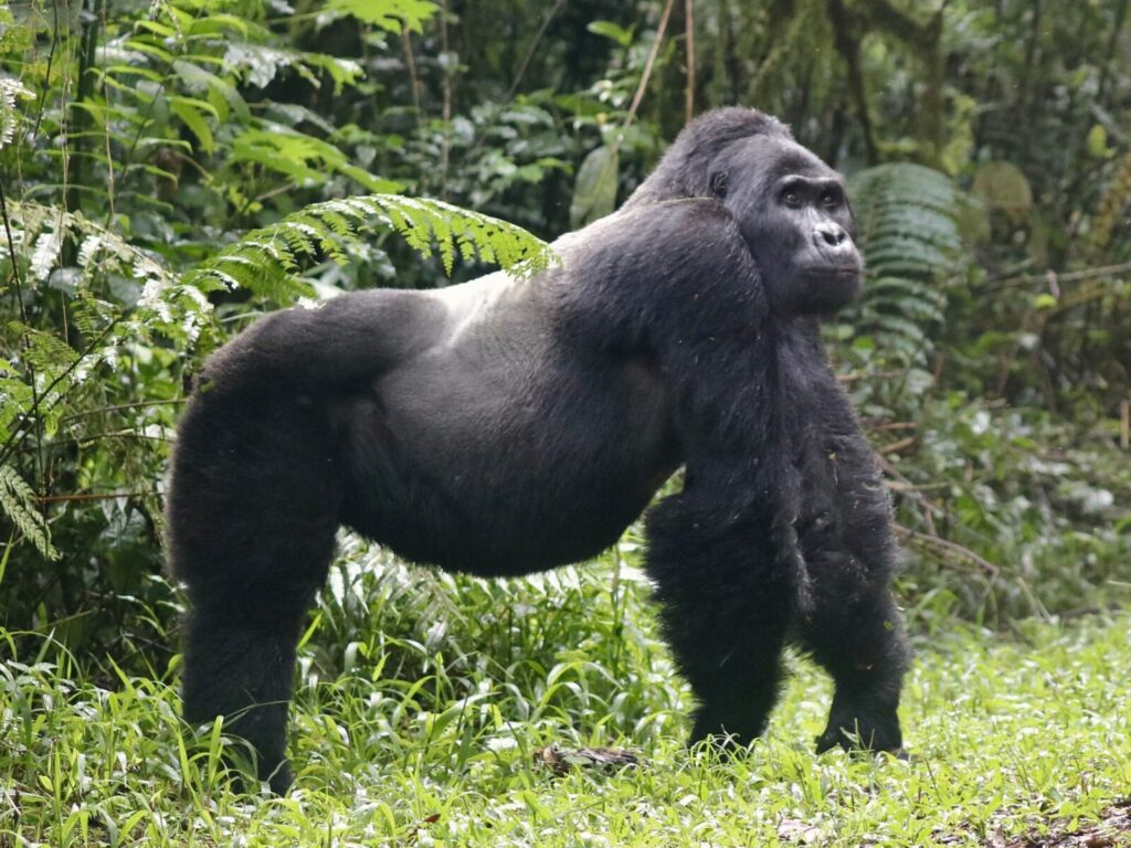 Best Time of Year for Gorilla Trekking in Uganda: Season Guide