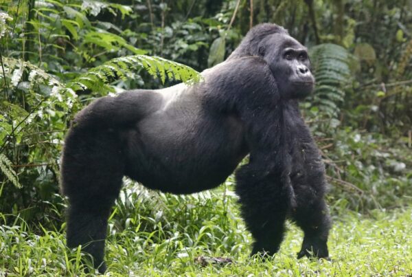Best Time of Year for Gorilla Trekking in Uganda: Season Guide