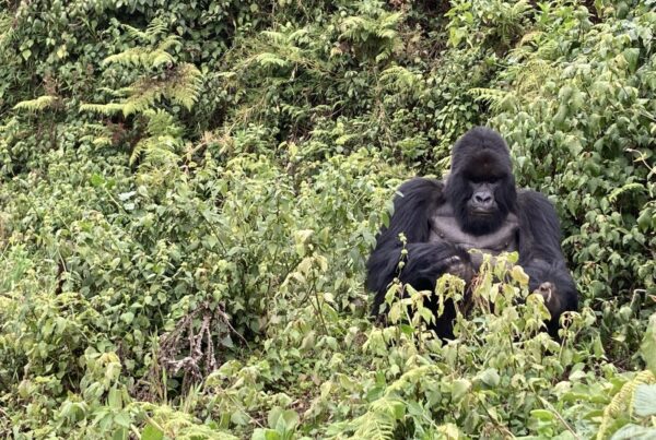 How to Book Gorilla Permits in Uganda: Step-by-Step Process