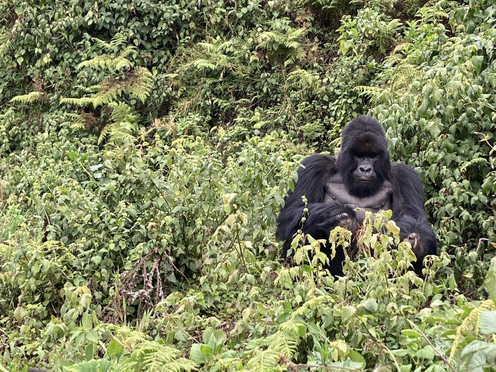 How to Book Gorilla Permits in Uganda: Step-by-Step Process