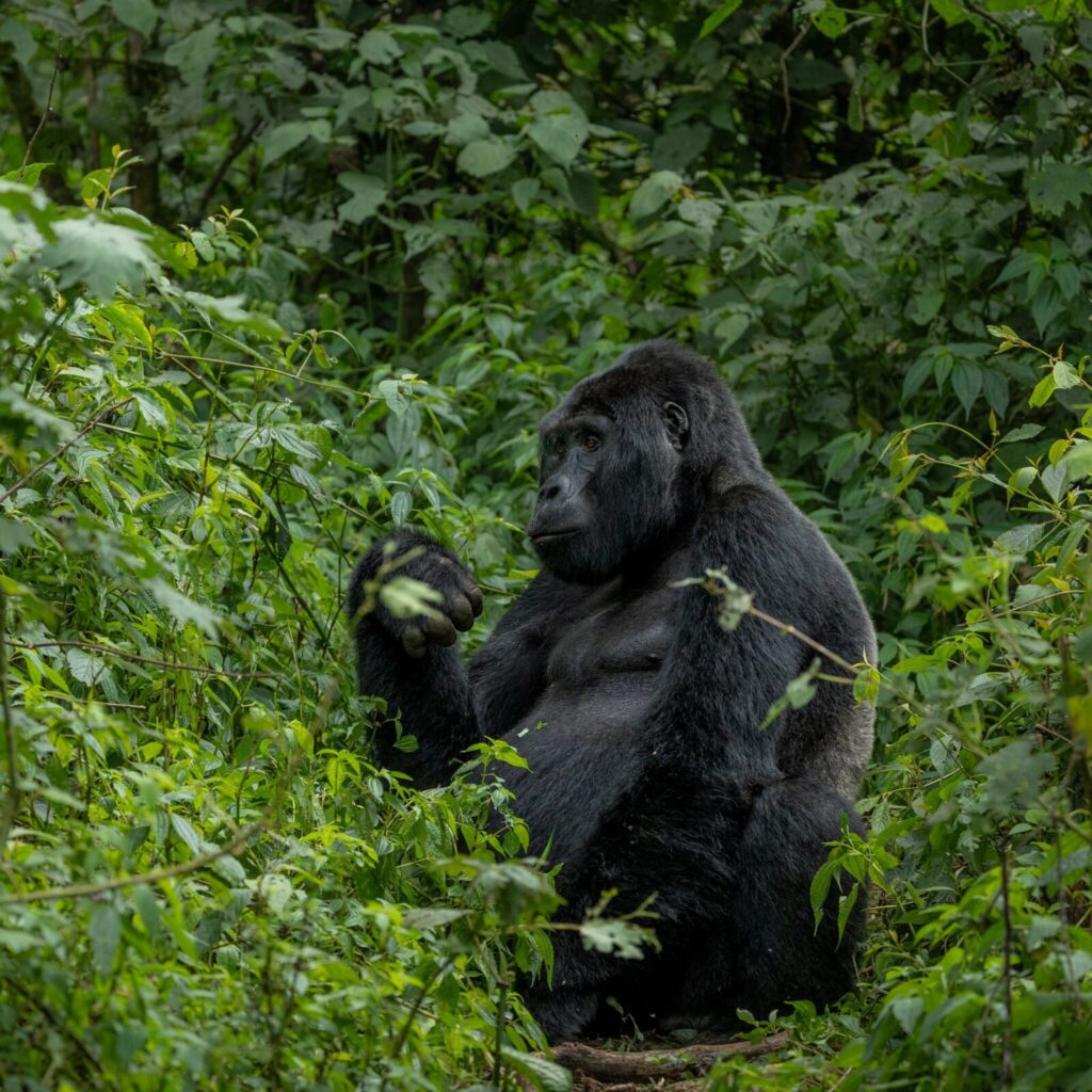Gorillas Do Not Need to Drink Water: Here Is Why