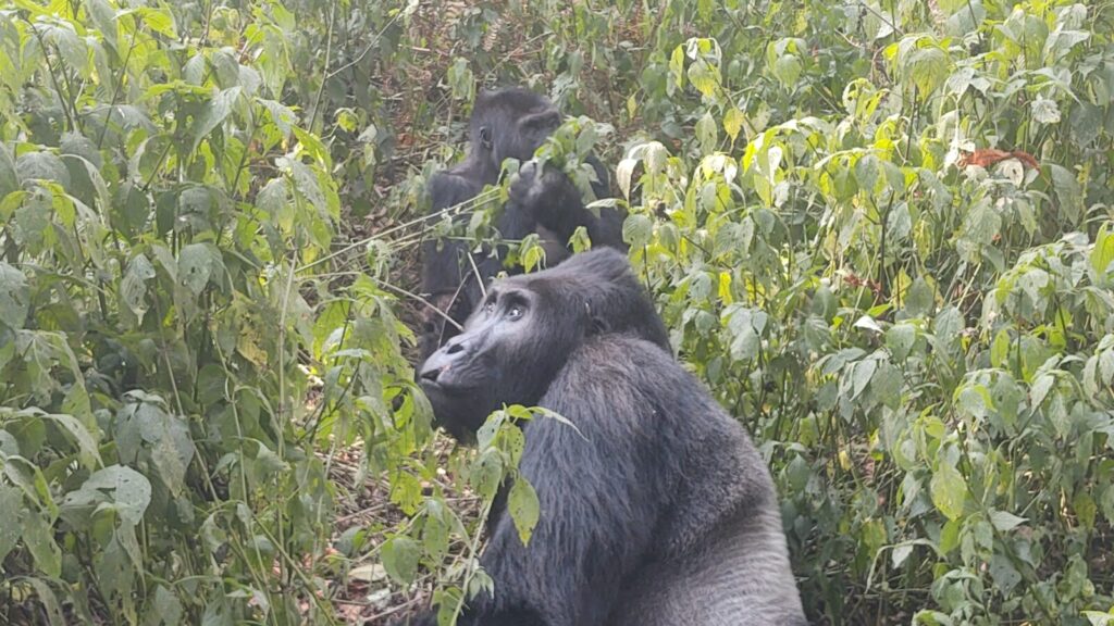 The 6 Best Gorilla Trekking Videos on YouTube Right Now