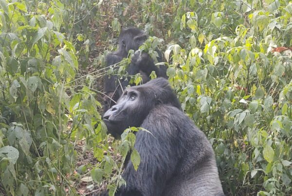 The 6 Best Gorilla Trekking Videos on YouTube Right Now