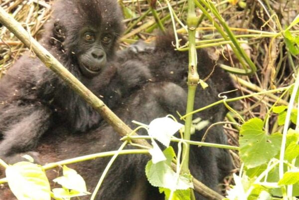 Quotes From Travellers That Perfectly Describe Gorilla Trekking