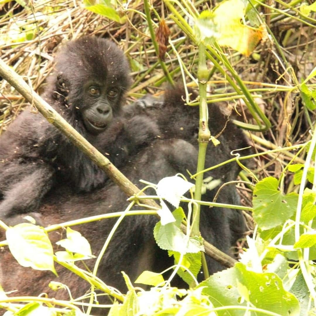 Quotes From Travellers That Perfectly Describe Gorilla Trekking