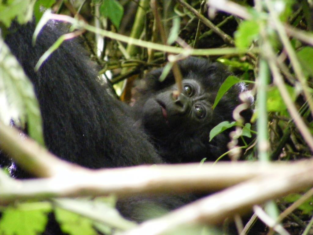 A Gorilla Group Travels Up to 5km a Day: Mapping Their Forest Routes