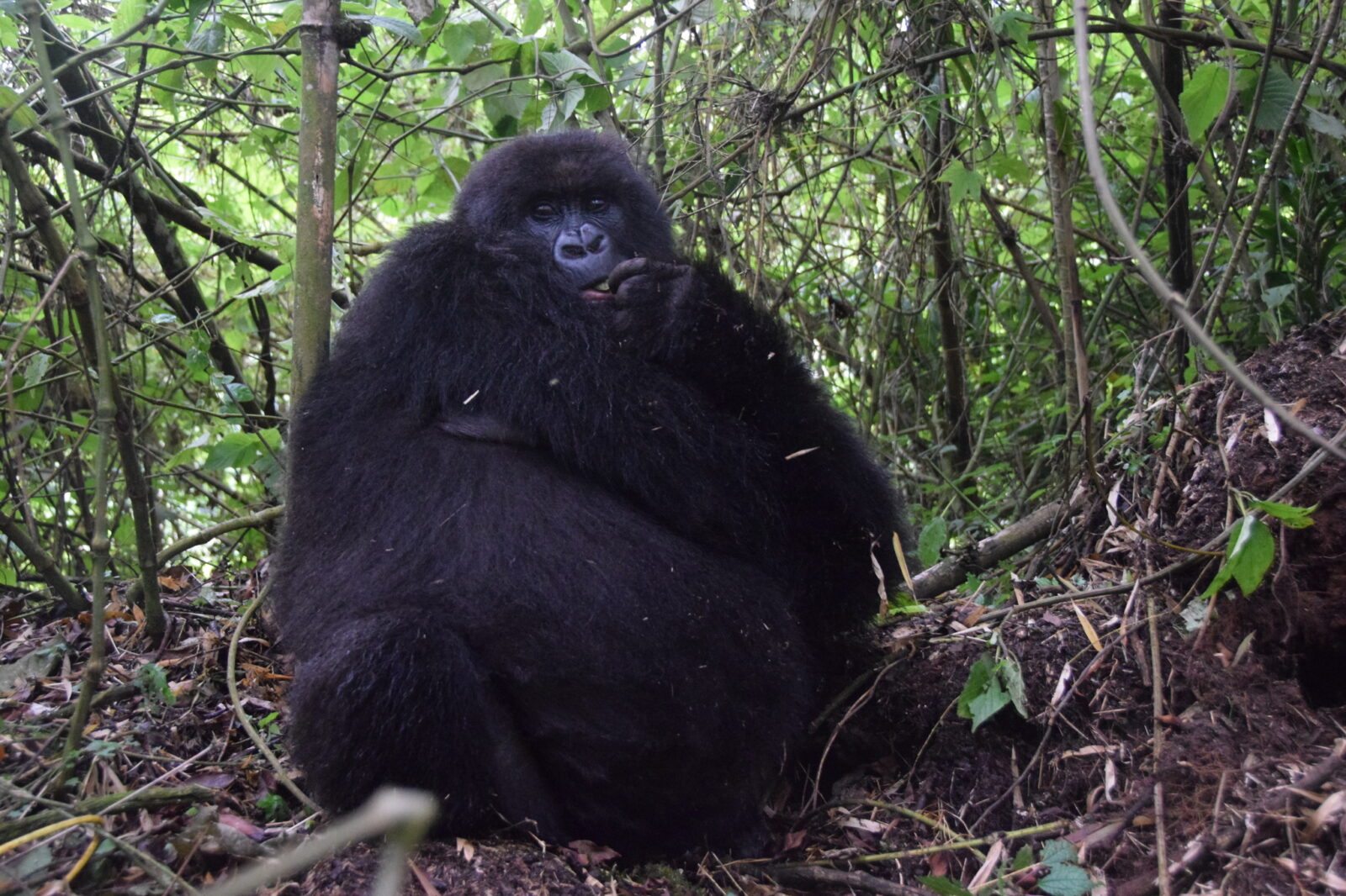 The 12 Most Famous Silverback Gorillas in Uganda: Faces and Names