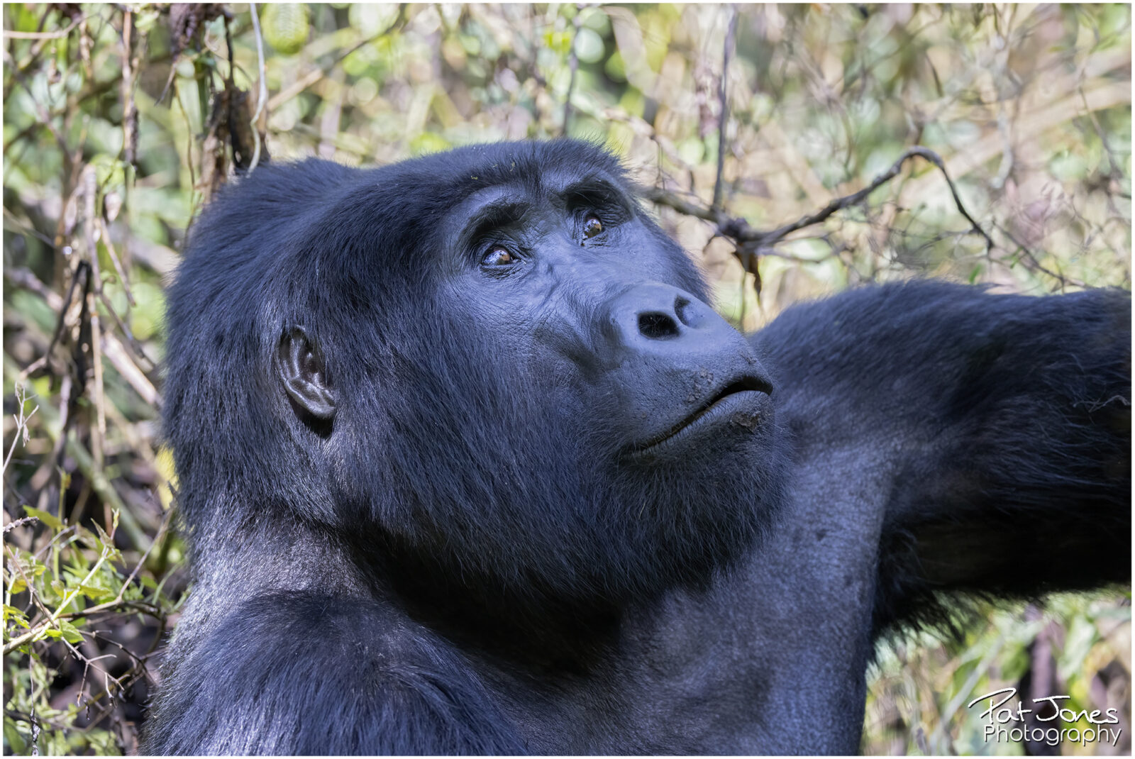 Gorillas Build a Brand New Nest Every Single Night: Why