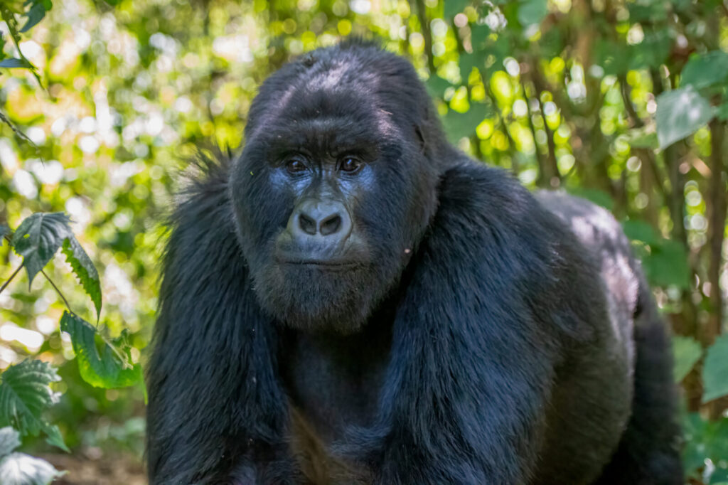 Things Gorillas Do That Look Exactly Like What Humans Do