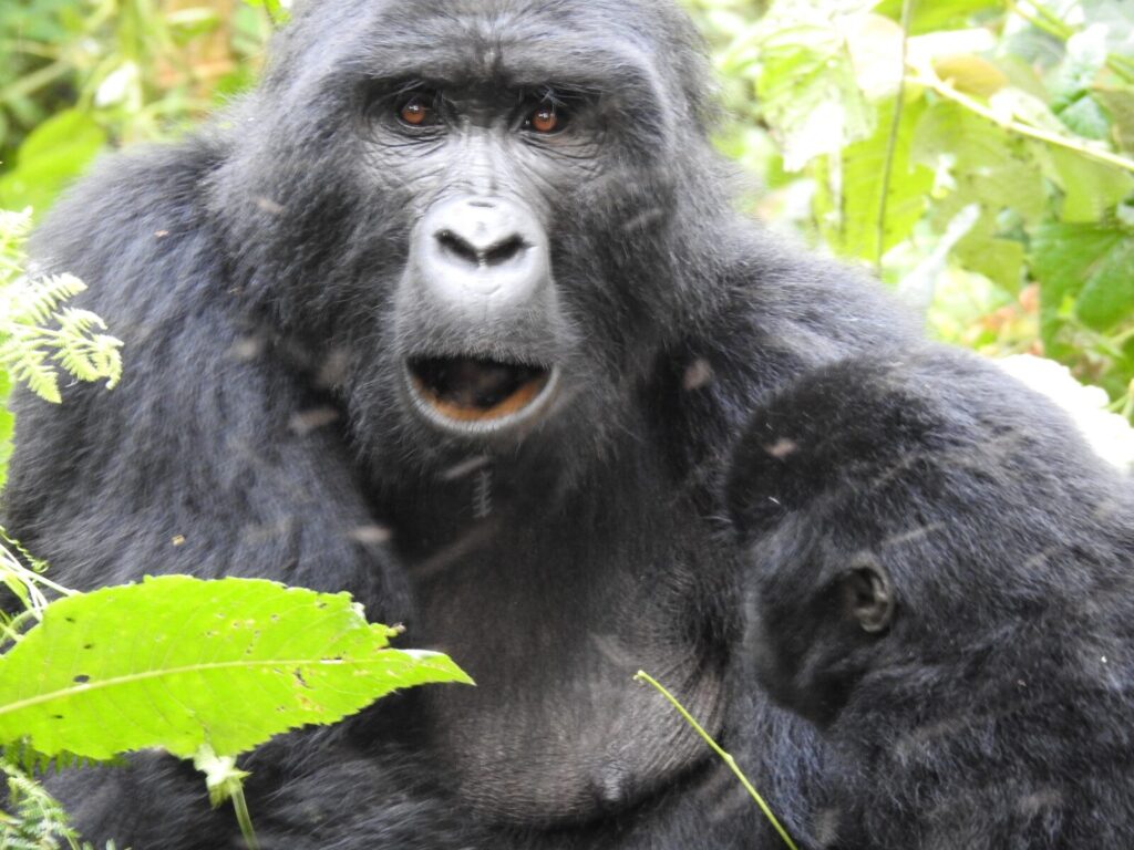 Baby Gorillas Are Born at Only 2kg: Smaller Than a Human Newborn