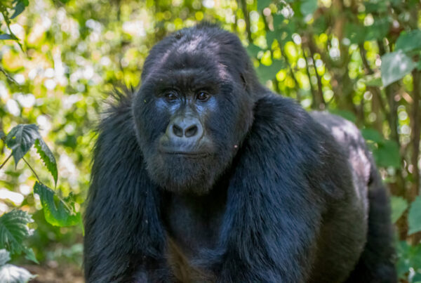Things Gorillas Do That Look Exactly Like What Humans Do