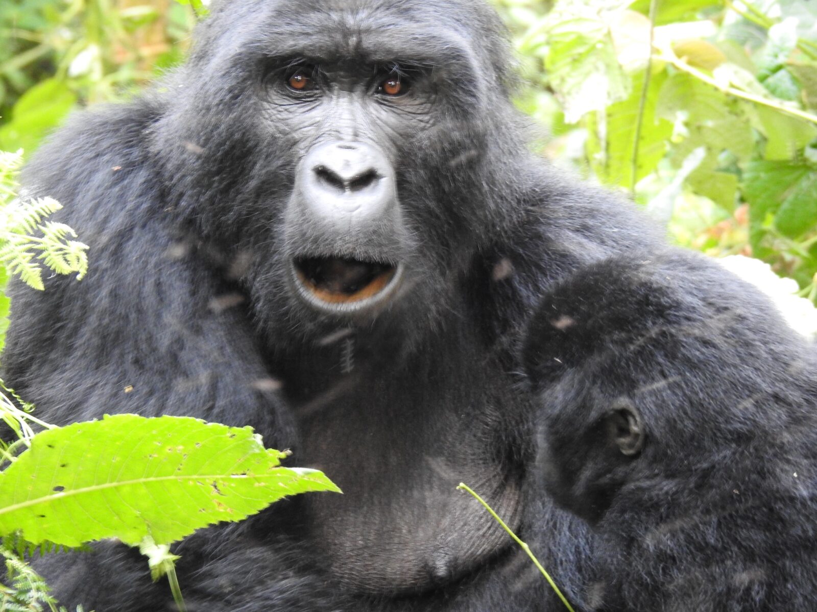 Baby Gorillas Are Born at Only 2kg: Smaller Than a Human Newborn