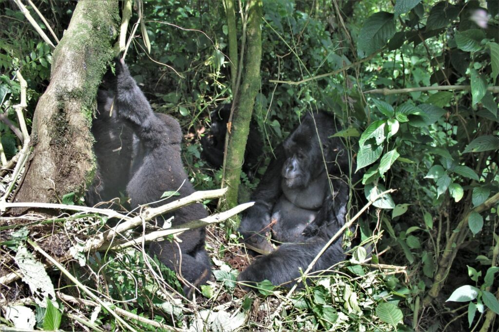 Uganda Just Became the World s Top Wildlife Destination: Here Is Why