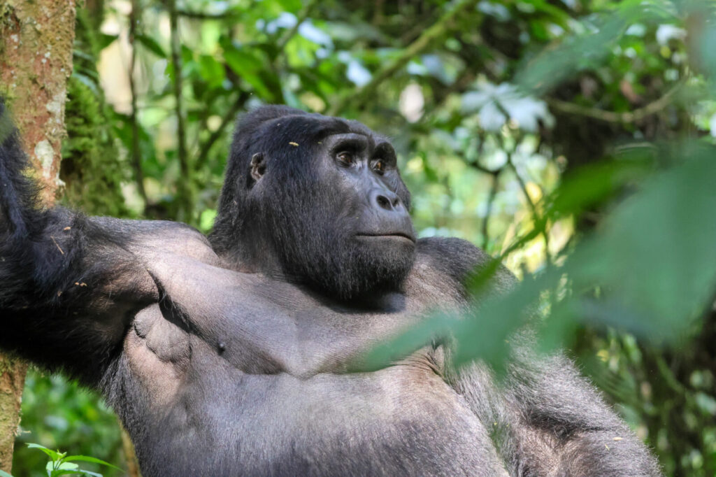 Gorillas Can Learn Sign Language: The Incredible Story of Koko