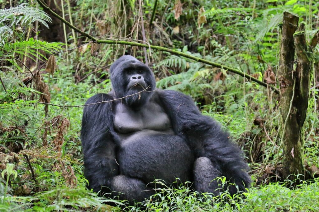 The BBC Just Filmed a New Gorilla Documentary in Uganda: What to Expect