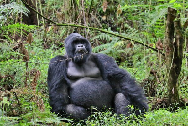 The BBC Just Filmed a New Gorilla Documentary in Uganda: What to Expect
