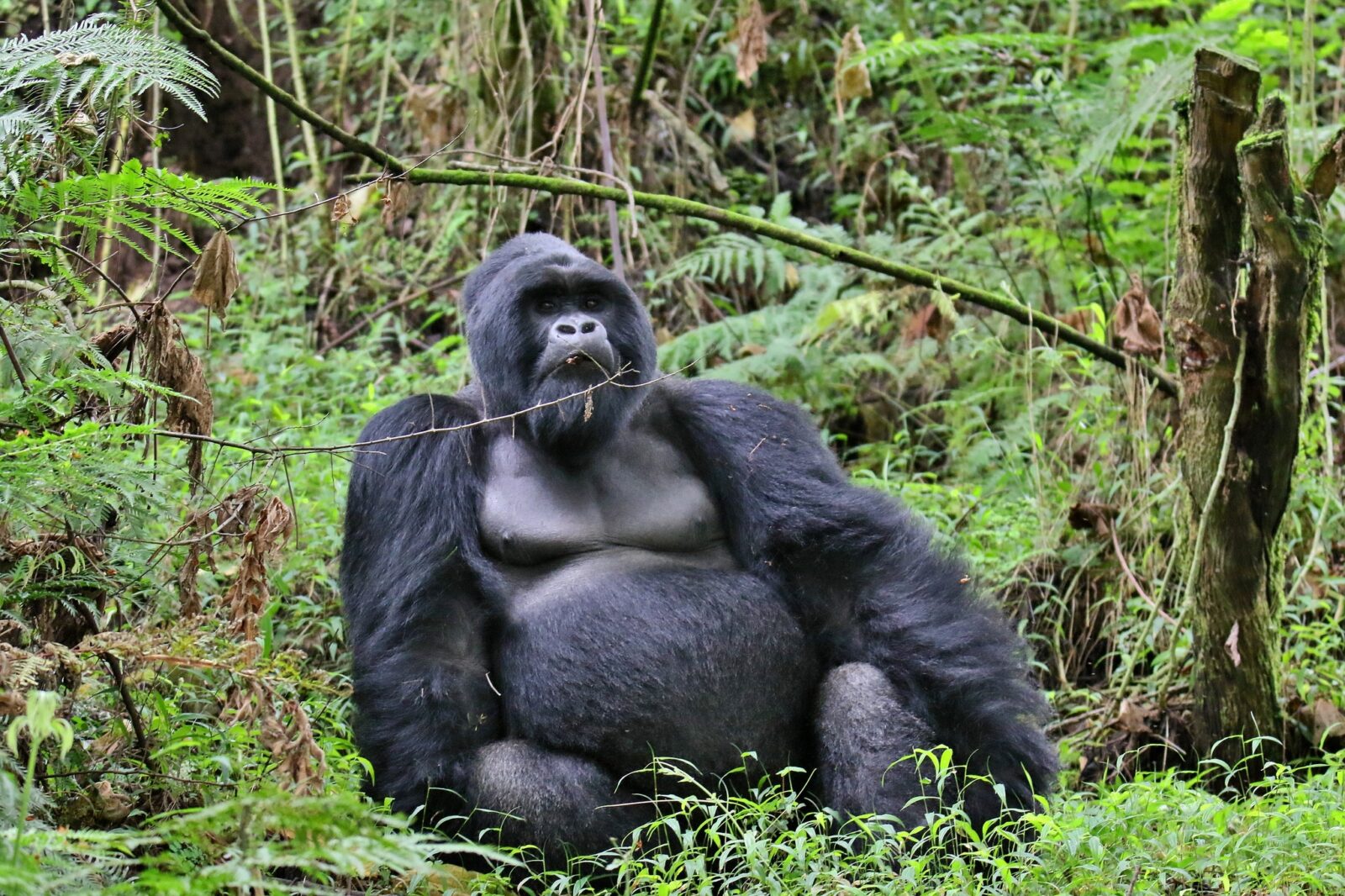 The BBC Just Filmed a New Gorilla Documentary in Uganda: What to Expect