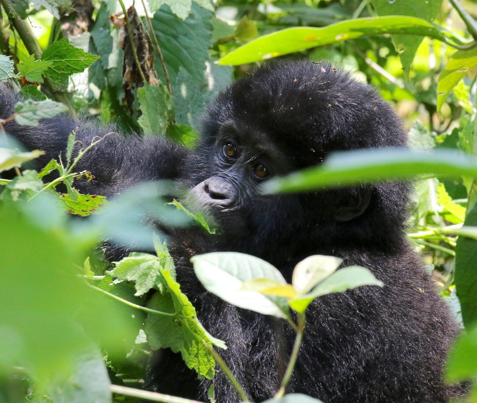 A Silverback Chest Beat Can Be Heard 1km Away: The Science Behind It