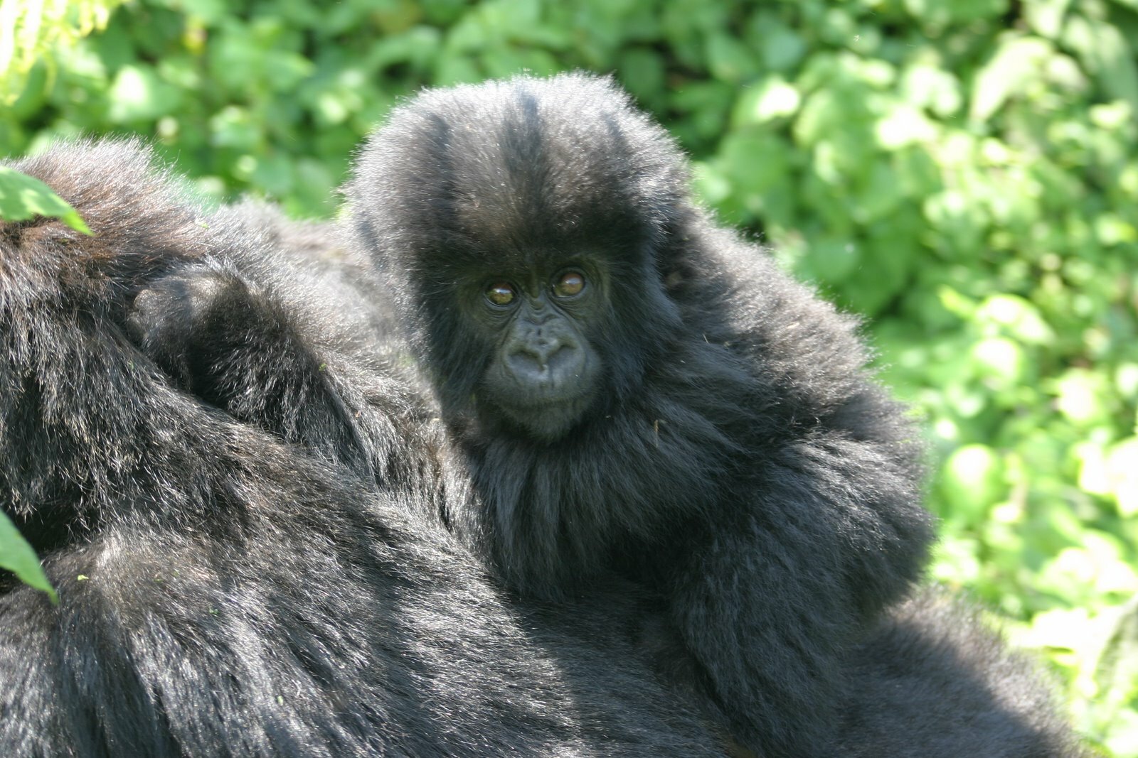 World Gorilla Day 2026: How Uganda Is Celebrating on 24 September