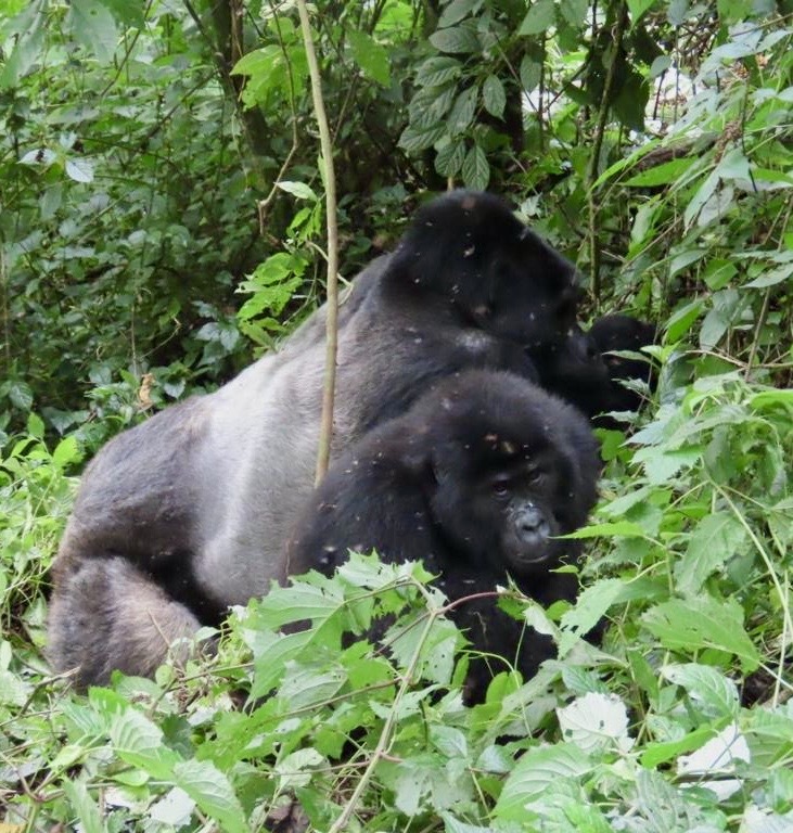 Mountain Gorilla Populations Have Grown by 25% in 10 Years: How