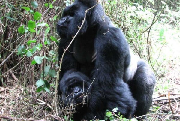 A Famous Photographer Just Released 100 Gorilla Portraits: We Reviewed Them