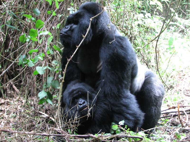 A Famous Photographer Just Released 100 Gorilla Portraits: We Reviewed Them