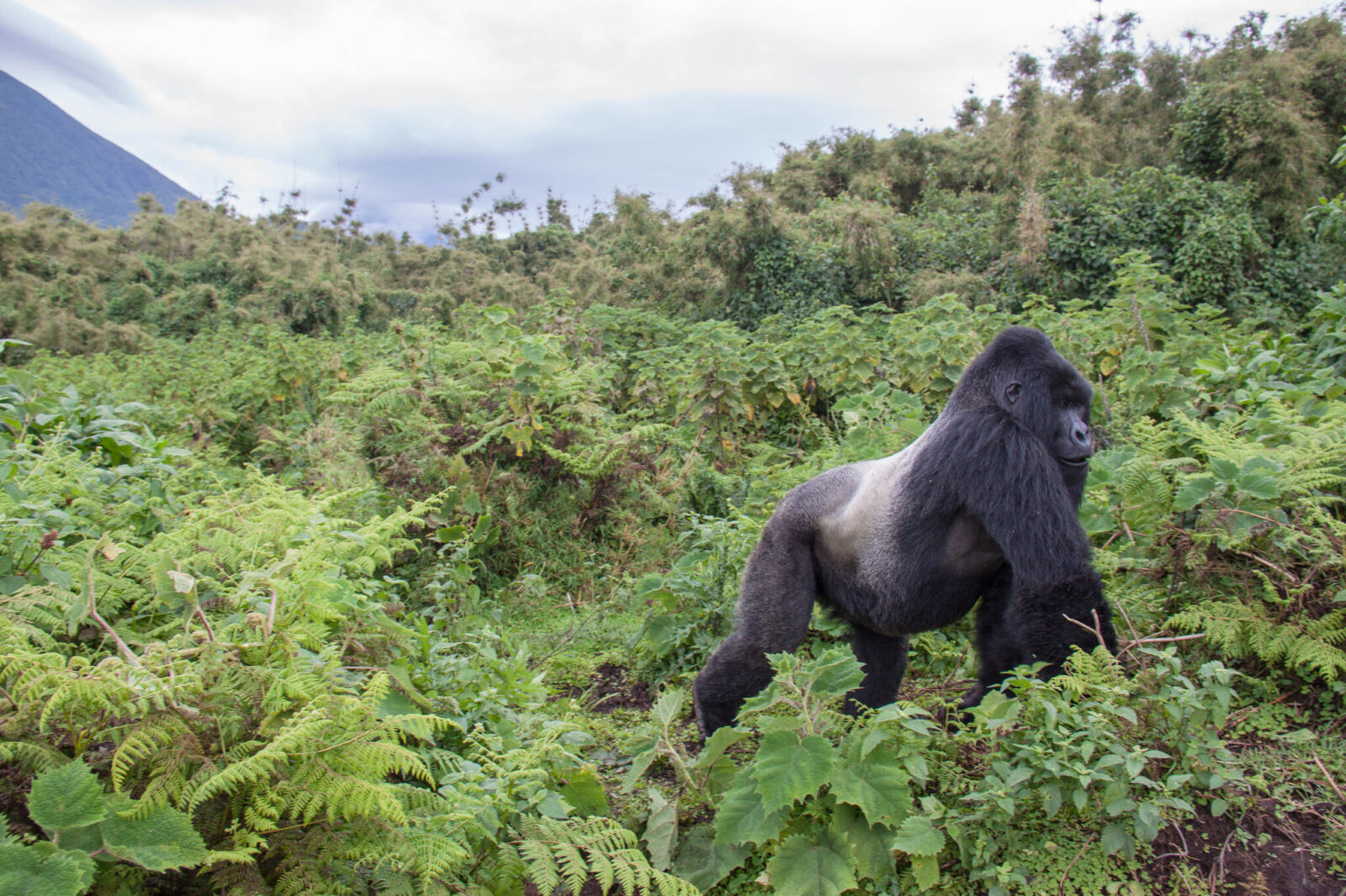 Gorillas Use Over 25 Different Sounds to Communicate With Each Other