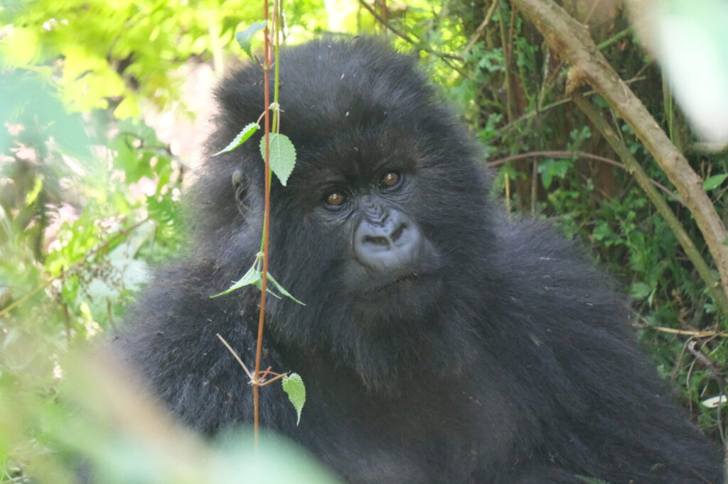 The Gorilla Sanctuary That Just Opened Near Bwindi: What It Offers