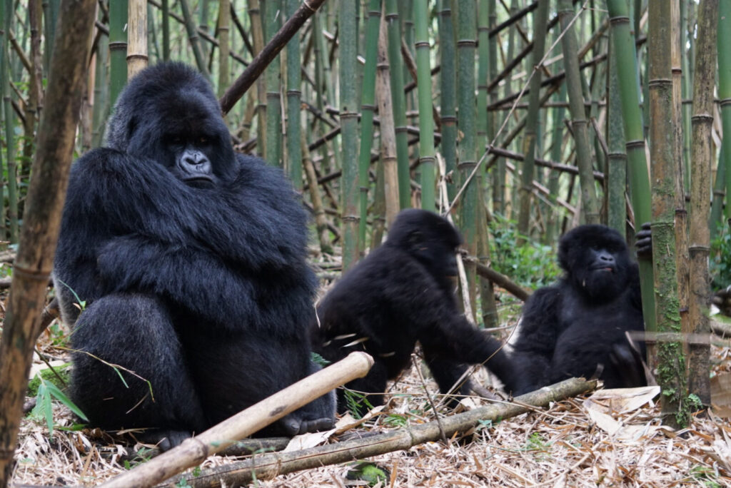The Number of Mountain Gorillas Crossed 1000 for the First Time Ever