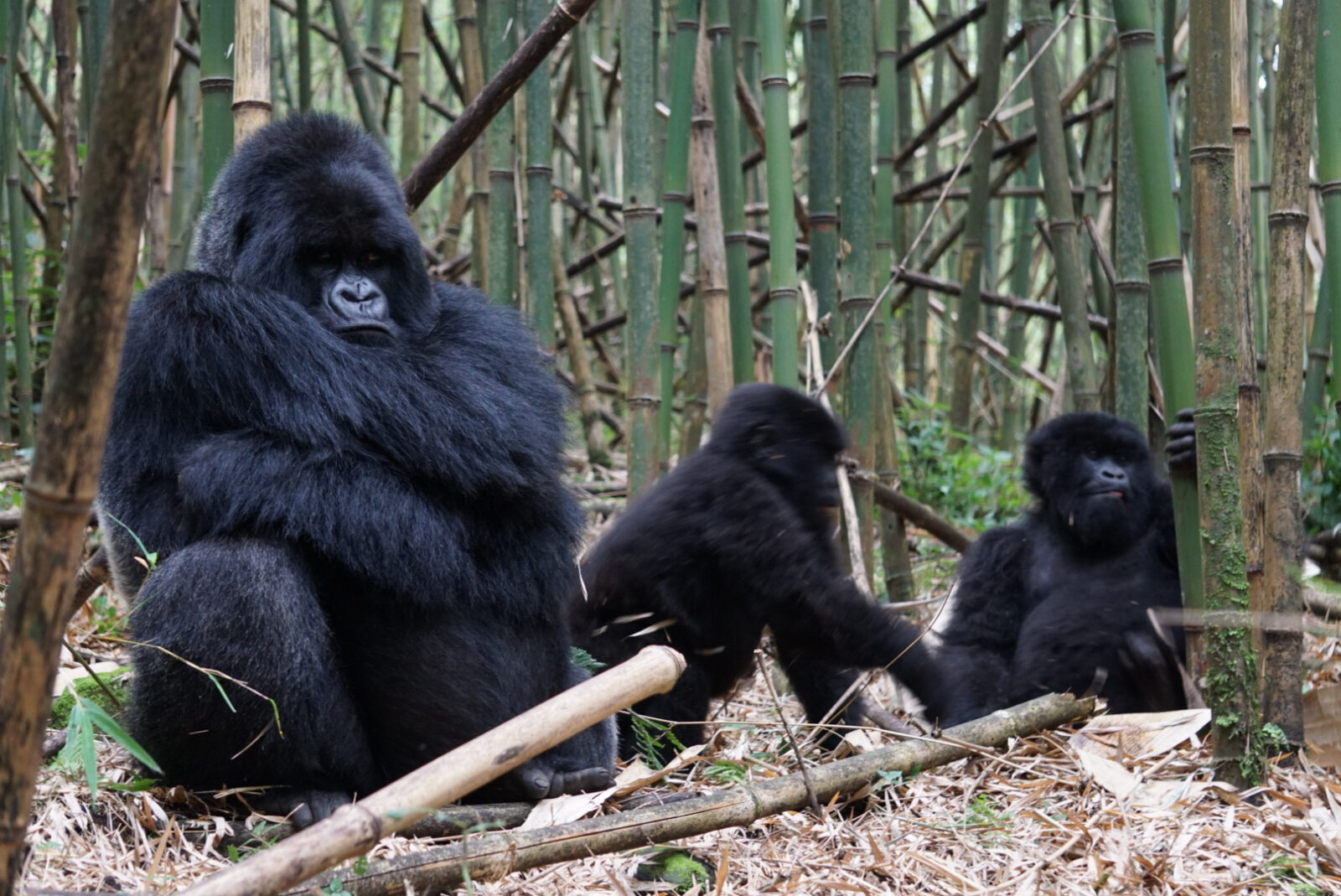 The Number of Mountain Gorillas Crossed 1000 for the First Time Ever