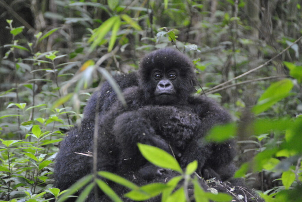 Uganda Gorilla Trekking 2026: Permits Are Selling Fast   How to Secure Yours