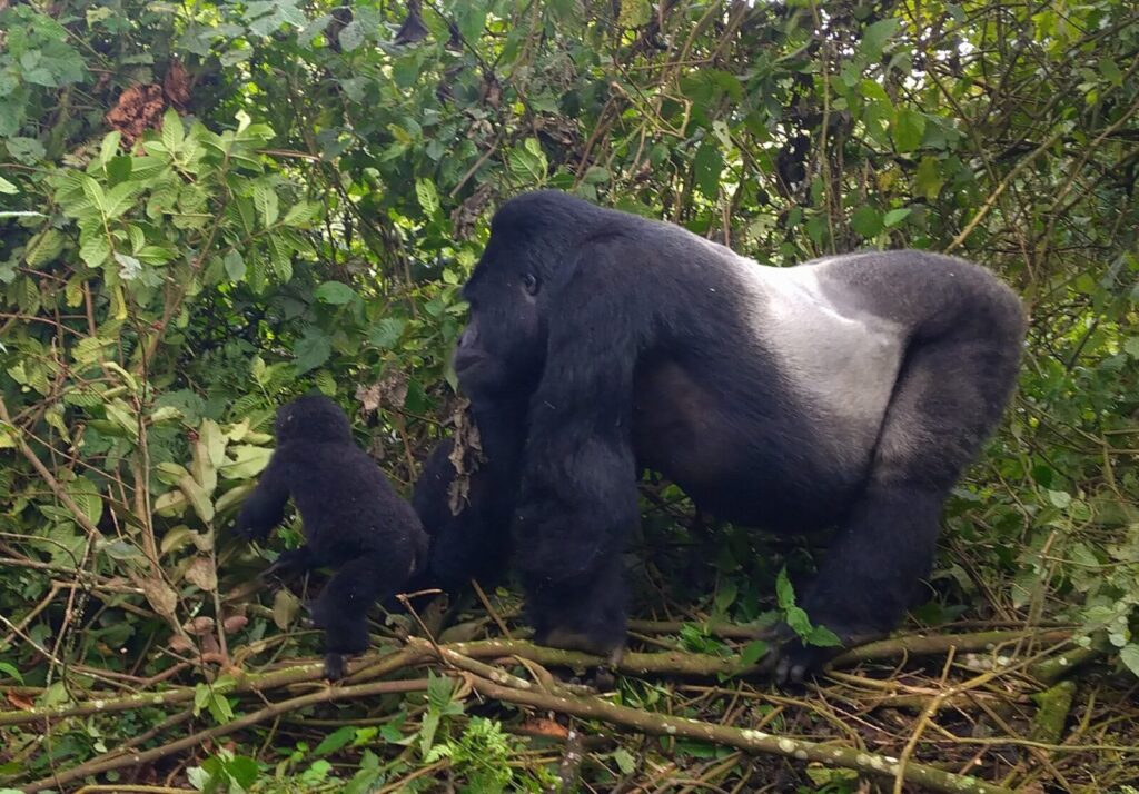 What Would Happen if All Mountain Gorillas Disappeared: The Ecosystem Impact