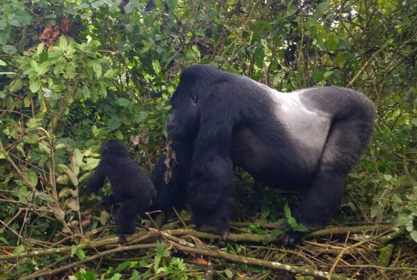 What Would Happen if All Mountain Gorillas Disappeared: The Ecosystem Impact