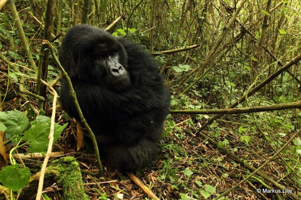 Is Gorilla Trekking Safe? Safety Facts and Myths