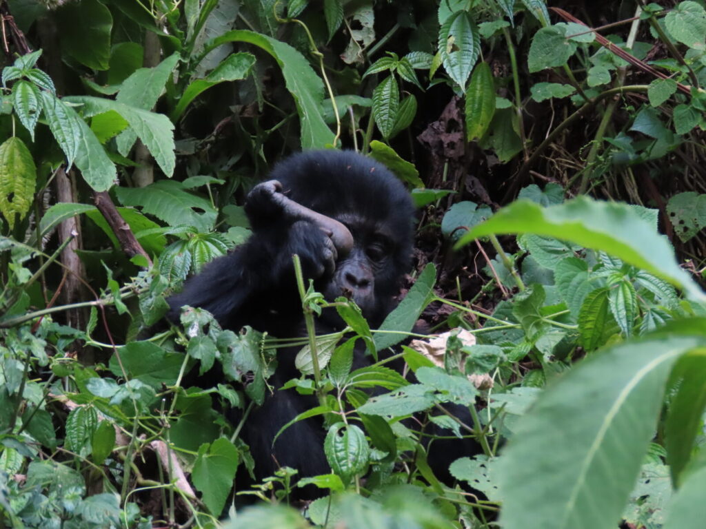 Gorilla Trekking for First-Timers: Complete Beginner s Guide