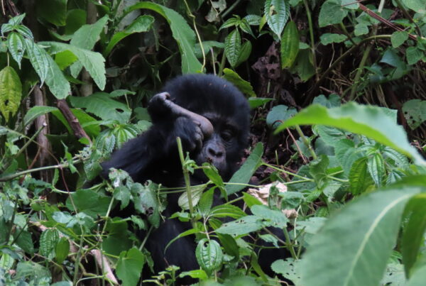 Gorilla Trekking for First-Timers: Complete Beginner s Guide